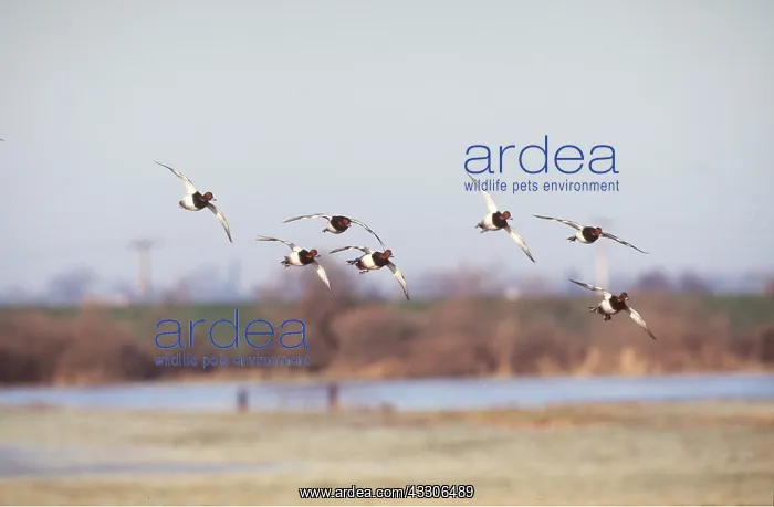 : POCHARD DUCK - group in flight : POCHARD DUCK - group in flight