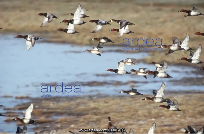 : POCHARD DUCK - group in flight : POCHARD DUCK - group in flight