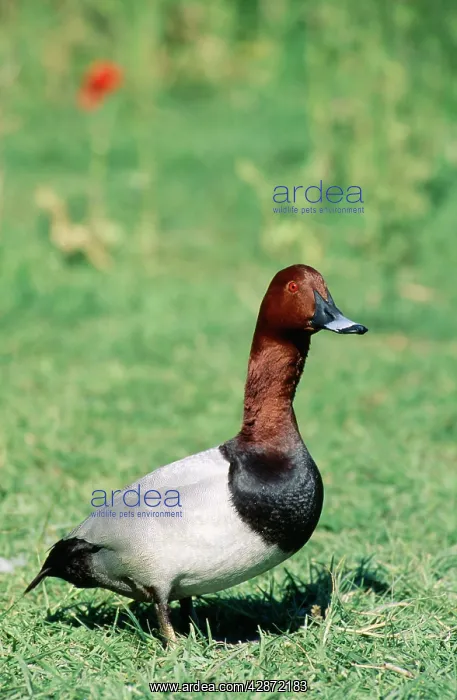 : Pochard Duck - male : Pochard Duck - male