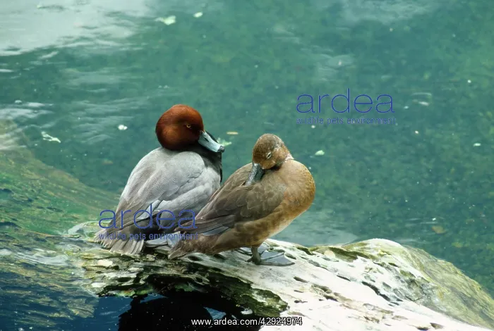  : Pochard Duck - pair
