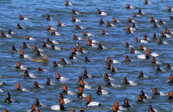  : Pochard Duck - winter gathering
