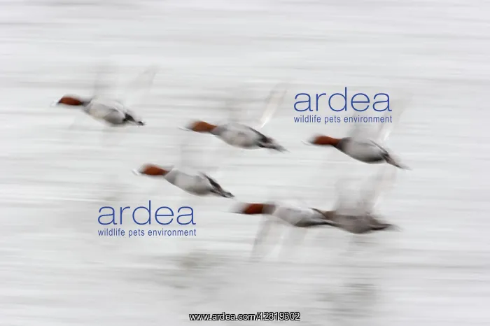 : Pochard - In flight : Pochard - In flight