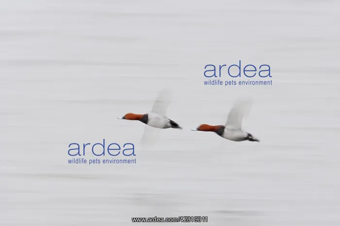 : Pochard - In flight : Pochard - In flight