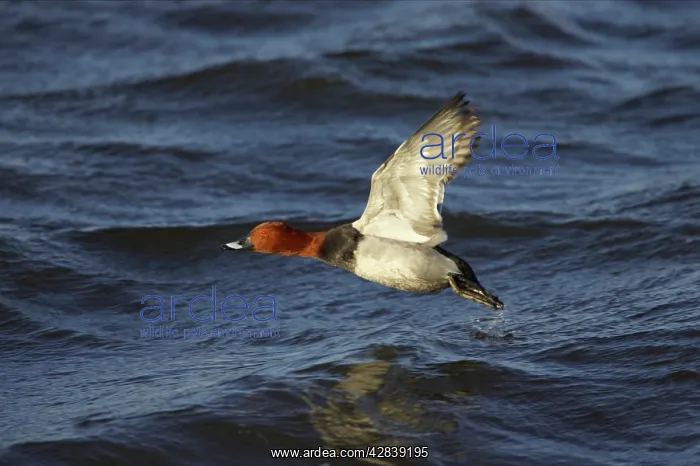 : Pochard - in flight : Pochard - in flight