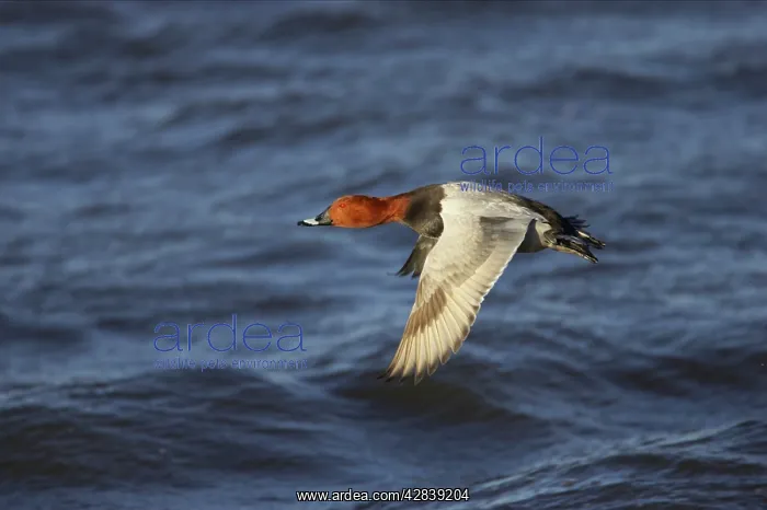 : Pochard in flight : Pochard in flight