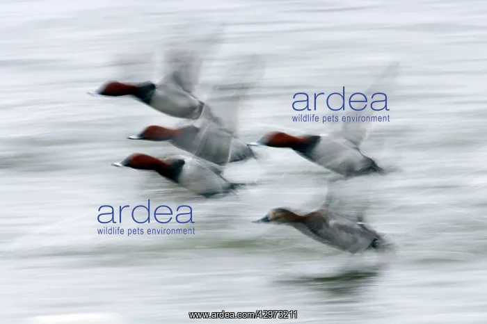 : Pochard - In flight : Pochard - In flight