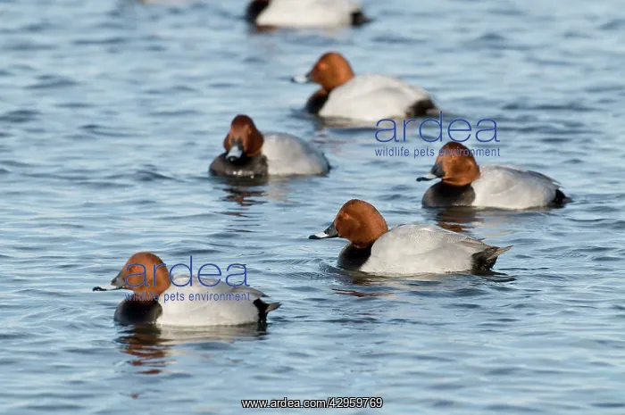 : Pochard - group of drakes on water : Pochard - group of drakes on water