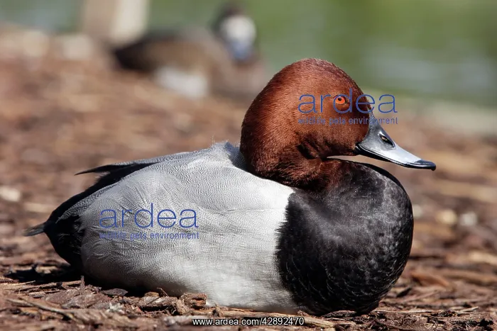  : Pochard - Male