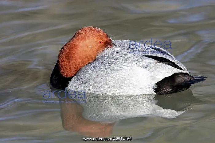 : Pochard - male : Pochard - male