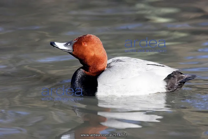 : Pochard - male : Pochard - male