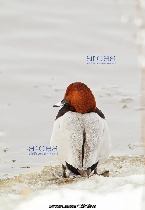 : Pochard - male at edge of ice : Pochard - male at edge of ice