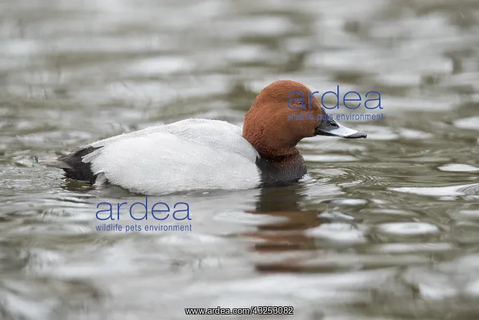 : Pochard - Male - Lancashire - UK : Pochard - Male - Lancashire - UK