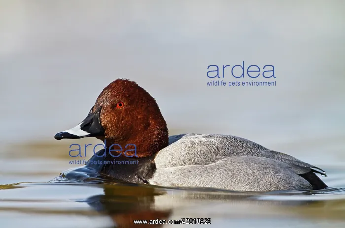 : Pochard - male swimming : Pochard - male swimming
