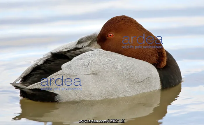 : Pochard - resting on water : Pochard - resting on water