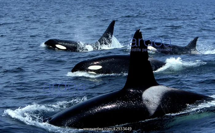 : Pod of Transient Killer Whale / Orcas - 2 males : Pod of Transient Killer Whale / Orcas - 2 males