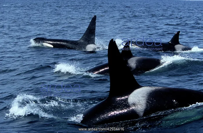 : Pod of Transient Killer Whale / Orcas - 2 males : Pod of Transient Killer Whale / Orcas - 2 males