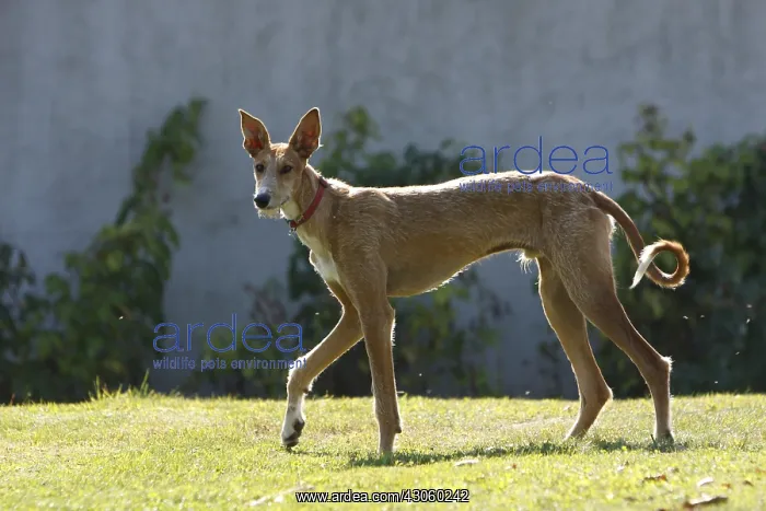 : Podenco Ibicenco walking in the grass garden France : Podenco Ibicenco walking in the grass garden France