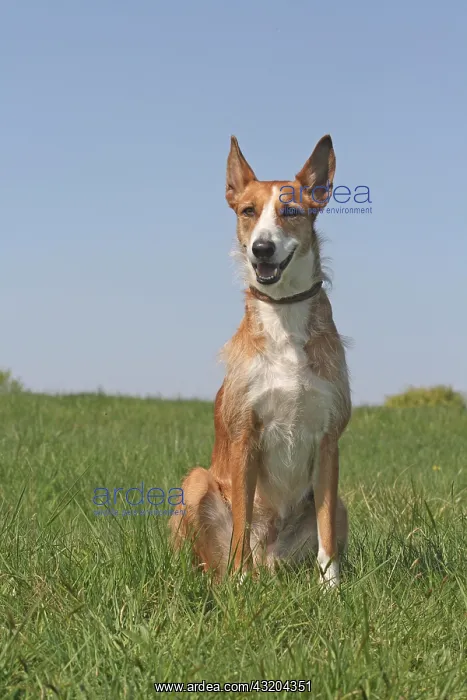 : Podenco, wire-haired, sitting on a lawn Podenco : Podenco, wire-haired, sitting on a lawn Podenco