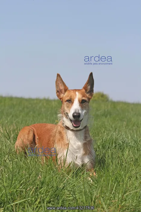 : Podenco, wire-haired, sitting on a lawn Podenco : Podenco, wire-haired, sitting on a lawn Podenco
