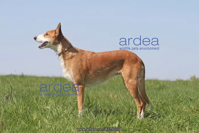 : Podenco, wire-haired, standing on a lawn, sideways : Podenco, wire-haired, standing on a lawn, sideways