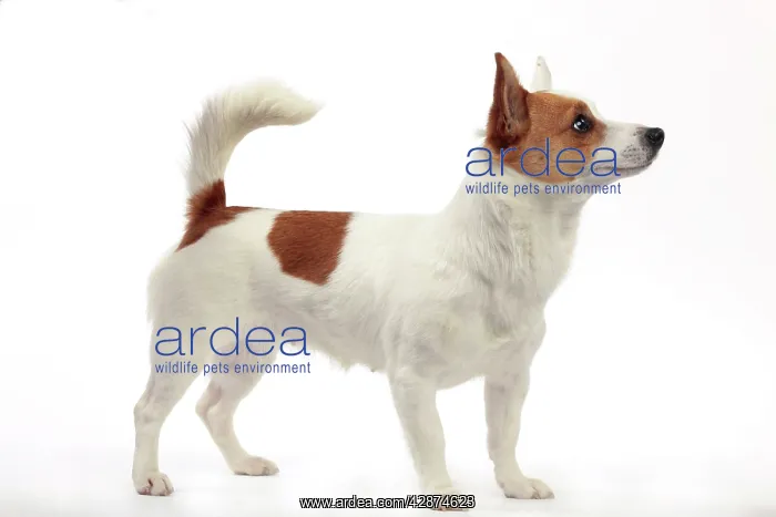 : Podengo Portuguese Dog : Podengo Portuguese Dog