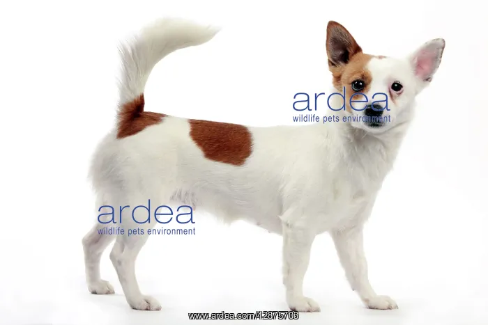 : Podengo Portuguese Dog : Podengo Portuguese Dog