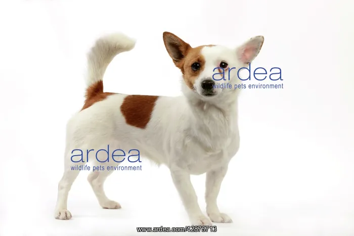 : Podengo Portuguese Dog : Podengo Portuguese Dog