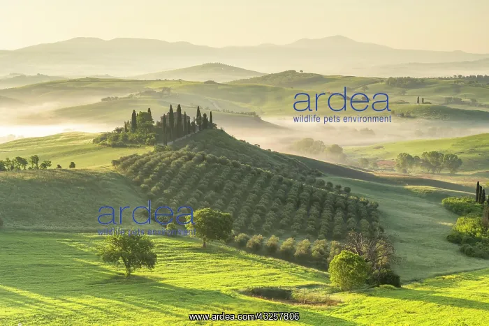 : Podere Belvedere, country estate in hilly fields : Podere Belvedere, country estate in hilly fields