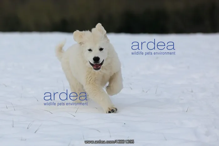 : Podhalanski puppy playing running in the snow, Arnsberg : Podhalanski puppy playing running in the snow, Arnsberg