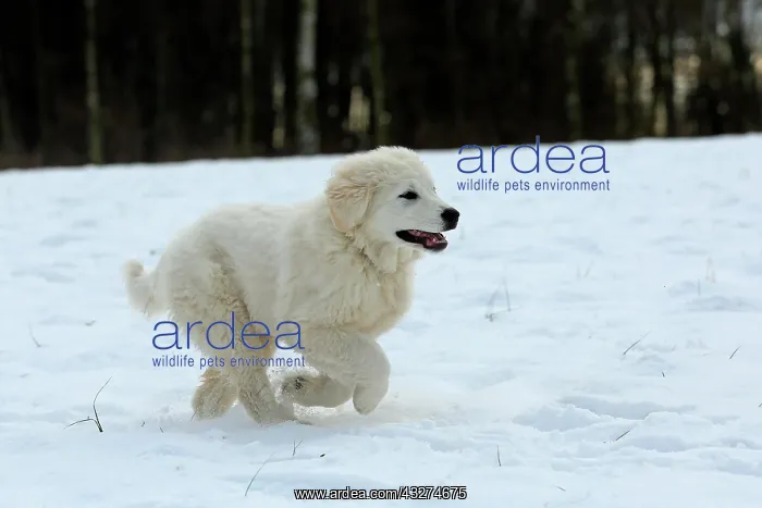  : Podhalanski puppy playing in the snow, Arnsberg