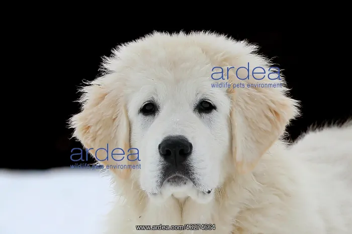  : Podhalanski puppy portrait, Arnsberg, North Rhine-Westphalia