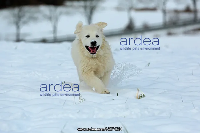 : Podhalanski puppy running in the snow, Arnsberg : Podhalanski puppy running in the snow, Arnsberg