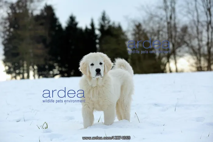 : Podhalanski puppy standing in the snow, Arnsberg : Podhalanski puppy standing in the snow, Arnsberg