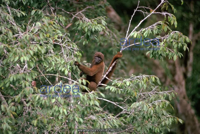  : Poeppig's Woolly Monkey  /  Brown Woolly Monkey  / 