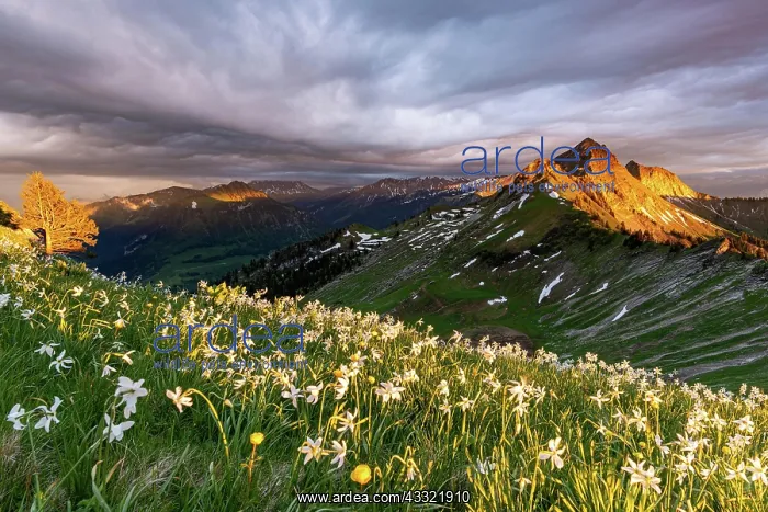 : Poets daffodil (Narcissus poeticus), warm sunlight : Poets daffodil (Narcissus poeticus), warm sunlight