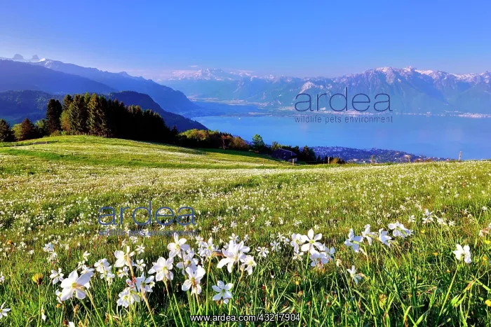 : Poet's daffodils (Narcissus poeticus) in a meadow : Poet's daffodils (Narcissus poeticus) in a meadow