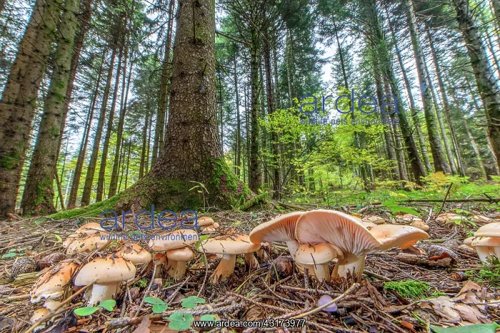 : Poets wax caps (Hygrophorus poetarum). Beautiful : Poets wax caps (Hygrophorus poetarum). Beautiful