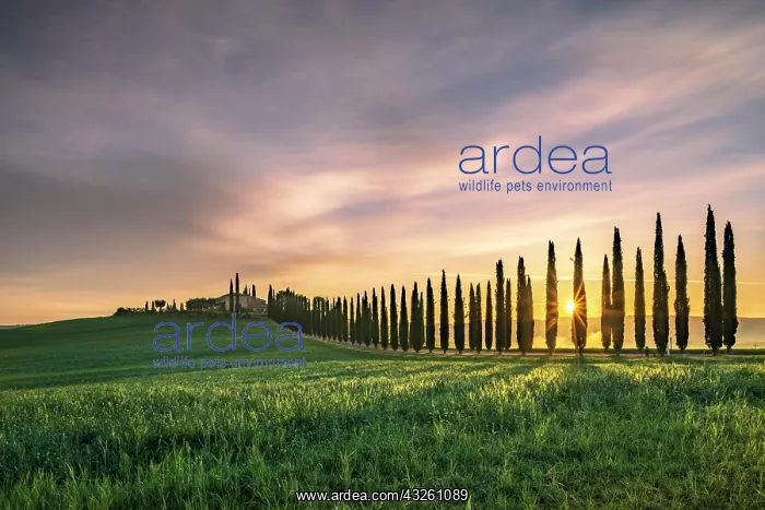 : Poggio Covili estate with cypress (Cupressus) avenue : Poggio Covili estate with cypress (Cupressus) avenue