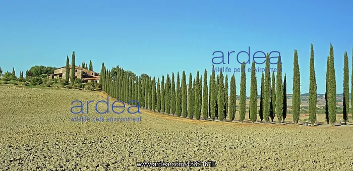 : Poggio Covili estate with cypress (Cupressus) cypress : Poggio Covili estate with cypress (Cupressus) cypress