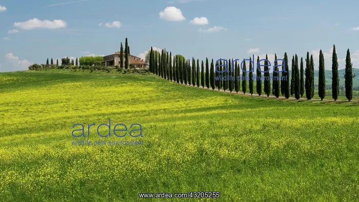 : Poggio Covili estate, flowering rape field and c : Poggio Covili estate, flowering rape field and c