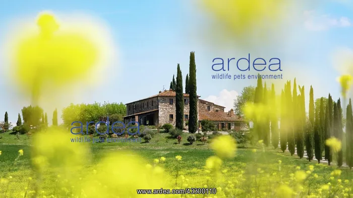 : Poggio Covili estate, flowering rape field and cypresses : Poggio Covili estate, flowering rape field and cypresses