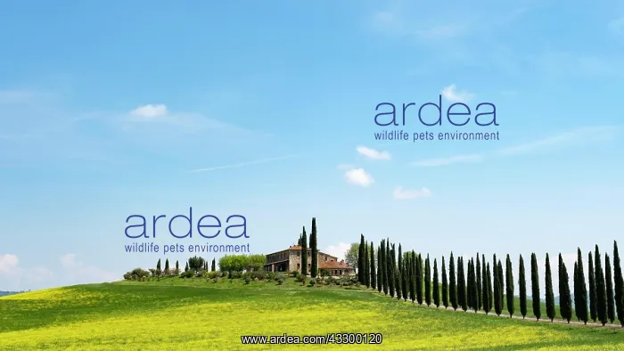 : Poggio Covili estate, flowering rape field and cypresses : Poggio Covili estate, flowering rape field and cypresses