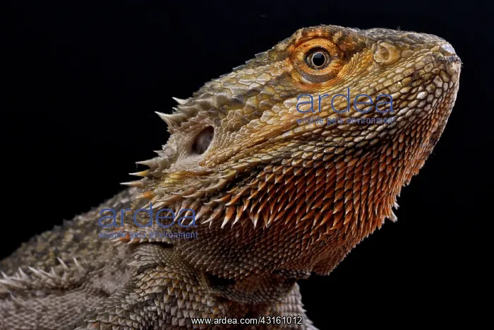 : Pogona vitticeps, Bearded dragon, Australia : Pogona vitticeps, Bearded dragon, Australia