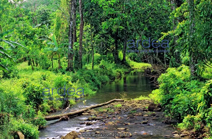  : Pohnpei Island Micronesia