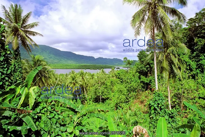 : Pohnpei Island view through dense vegetation to : Pohnpei Island view through dense vegetation to