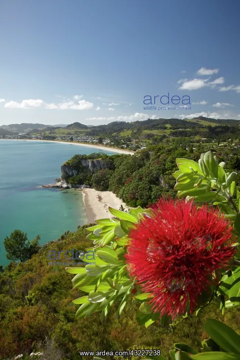 : Pohutukawa Flower, Lonely Bay and Cooks : Pohutukawa Flower, Lonely Bay and Cooks