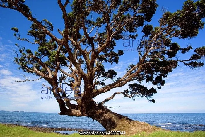 : Pohutukawa - gnarled and windswept individual of : Pohutukawa - gnarled and windswept individual of