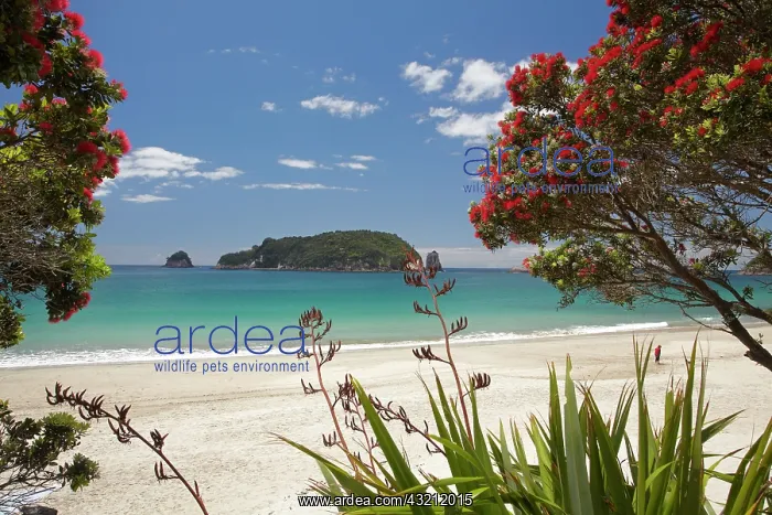 : Pohutukawa tree in bloom and Hahei, Coromandel : Pohutukawa tree in bloom and Hahei, Coromandel
