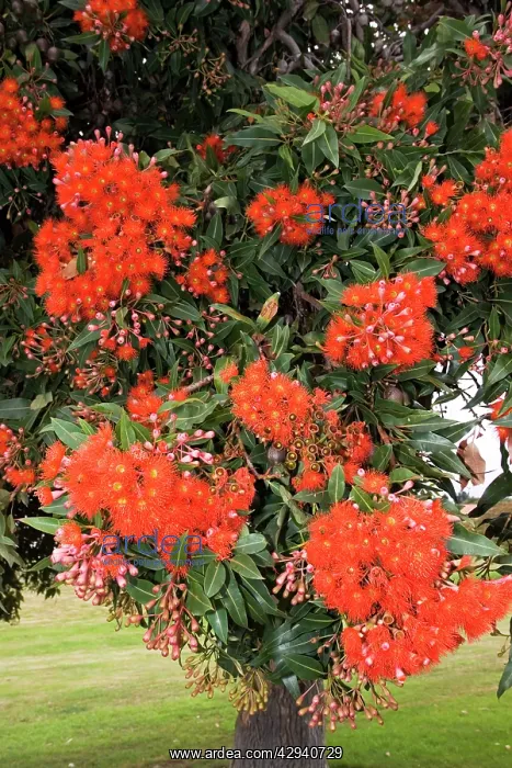 : Pohutukawa tree - with brilliant red flowers : Pohutukawa tree - with brilliant red flowers