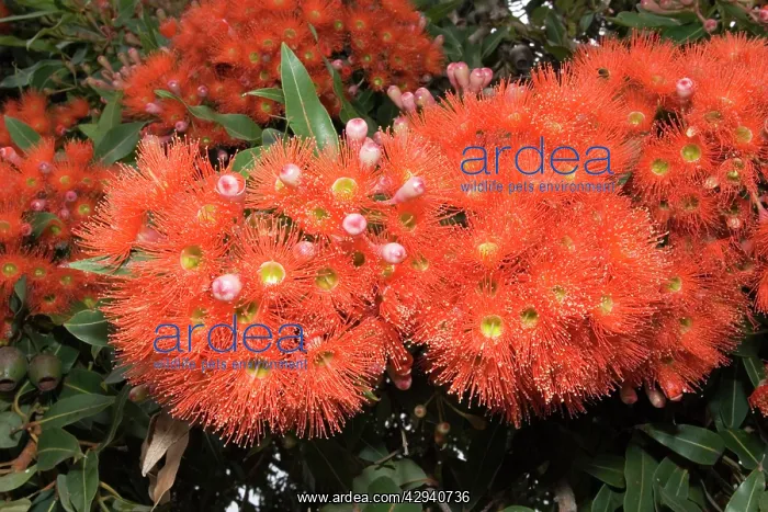 : Pohutukawa tree - with brilliant red flowers : Pohutukawa tree - with brilliant red flowers